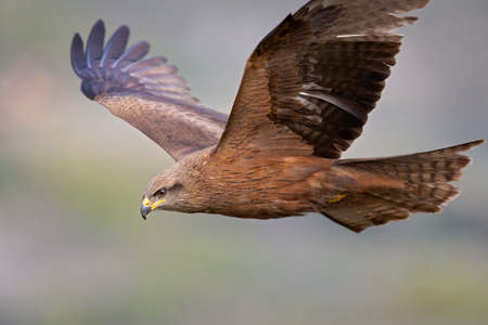 A black kite (Milvus migrans) in flight and hunting.の写真素材