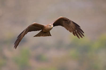 A black kite (Milvus migrans) in flight and hunting.の写真素材