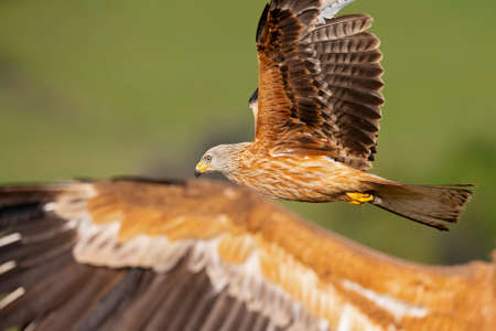 A red kite (Milvus milvus) in flight and hunting.の写真素材
