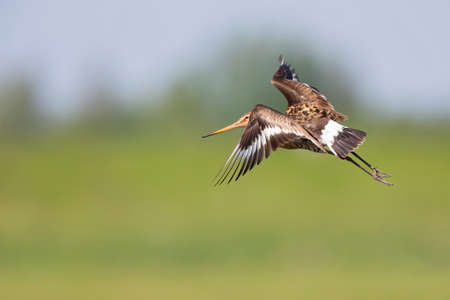 A black-tailed godwit (Limosa limosa) in flight.の写真素材