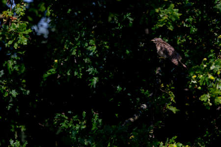 A juvenile common cuckoo (Cuculus canorus) perched in a tree.の写真素材