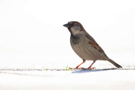 A house sparrow (Passer domesticus) blacklit on surface level.の写真素材