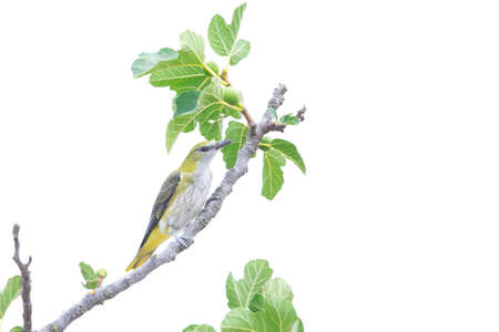 A juvenile eurasian golden oriole (Oriolus oriolus) perched in a tree.の写真素材