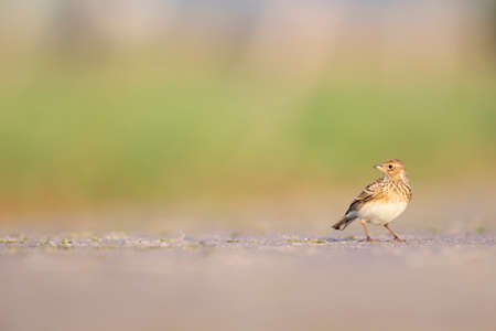 Eurasian skylark (Alauda arvensis) foraging on the ground in the morning light.の写真素材