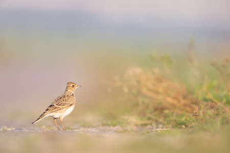 Eurasian skylark (Alauda arvensis) foraging on the ground in the morning light.の写真素材