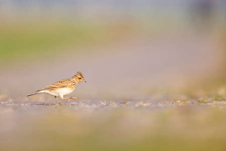 Eurasian skylark (Alauda arvensis) foraging on the ground in the morning light.の写真素材