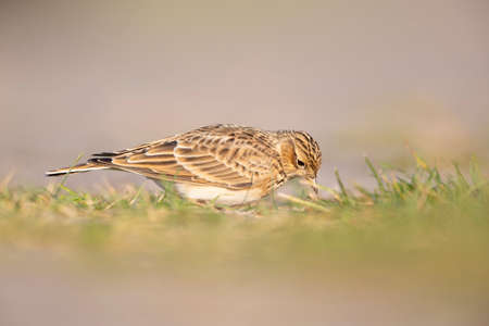 Eurasian skylark (Alauda arvensis) foraging on the ground in the morning light.の写真素材
