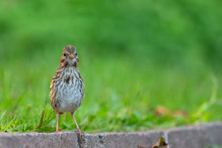 A juvenile song sparrow (Melospiza melodia) foraging on the ground.の写真素材