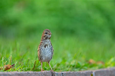 A juvenile song sparrow (Melospiza melodia) foraging on the ground.の写真素材