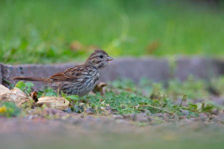 A juvenile song sparrow (Melospiza melodia) foraging on the ground.の写真素材