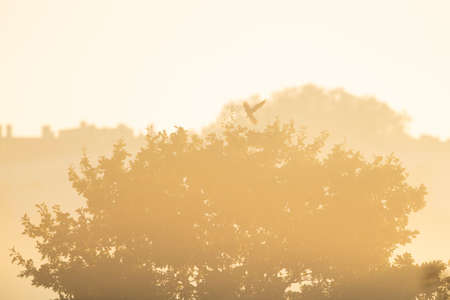 Large trees standing out of the morning misty landscape.の写真素材