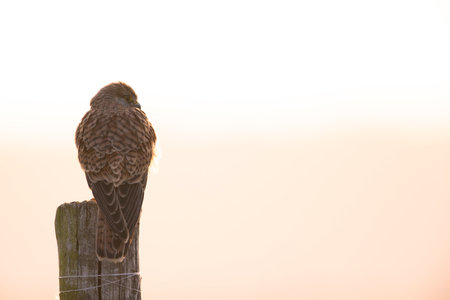 A common kestrel (Falco tinnunculus) perched on a wooden pole.の写真素材