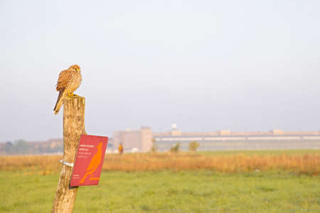 A common kestrel (Falco tinnunculus) perched on a wooden pole photographed with a wide angle lens.の写真素材