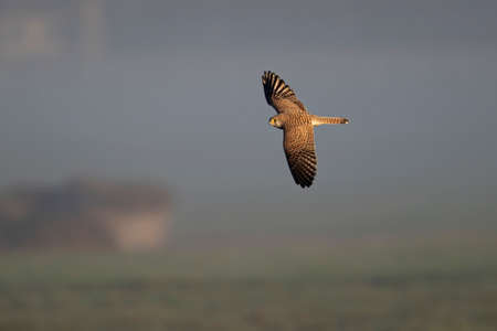 A common kestrel (Falco tinnunculus) in flight.の写真素材