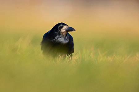A rook (Corvus frugilegus) foraging in the grass photographed from a low angle.の写真素材