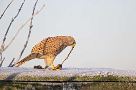 A common kestrel (Falco tinnunculus) eating a mouse.の写真素材