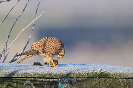 A common kestrel (Falco tinnunculus) eating a mouse.の写真素材