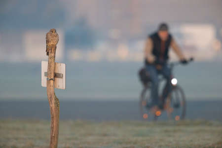 A common kestrel (Falco tinnunculus) perched on a wooden pole.の写真素材
