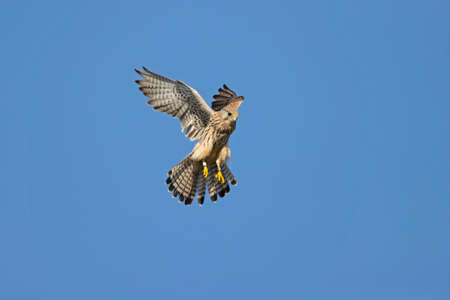 A common kestrel (Falco tinnunculus) hovering in the sky.の写真素材