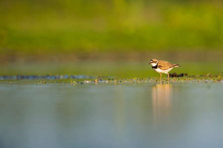 An adult little ringed plover (Charadrius dubius) photographed at ground level in shallow water.の写真素材