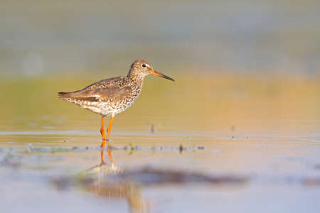 An adult common redshank (Tringa totanus) photographed at ground level in shallow water.の写真素材