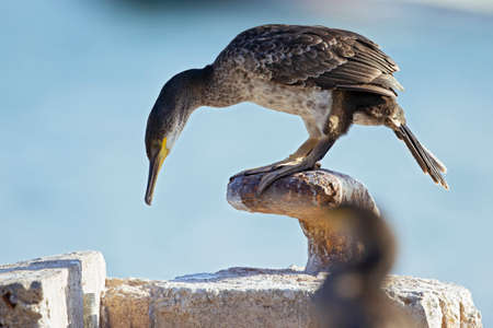 European shag (Phalacrocorax aristotelis) perched and resting.の写真素材