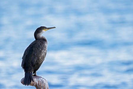 European shag (Phalacrocorax aristotelis) perched and resting.の写真素材