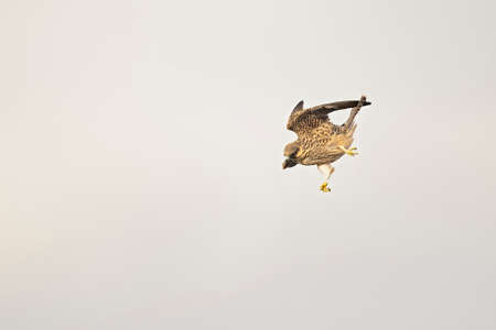 Eleonora's falcon (Falco eleonorae) in high speed in flight.の写真素材