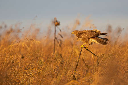 A Common buzzard (Buteo buteo) perched in a sunflower field.の写真素材