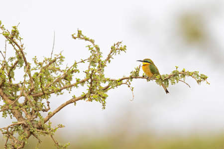 A colorful little bee-eater (Merops pusillus) perched on a branch.の写真素材