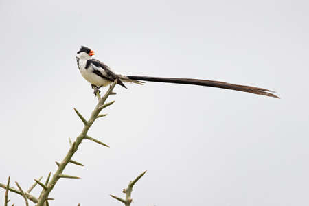 A pin-tailed whydah (Vidua macroura) perched in a tree.の写真素材