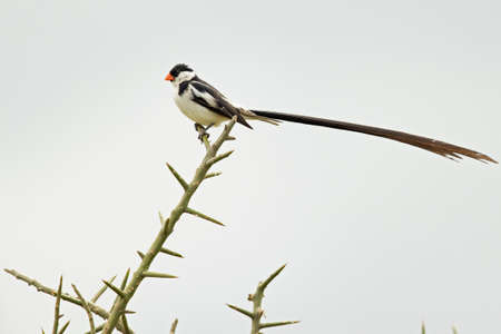 A pin-tailed whydah (Vidua macroura) perched in a tree.の写真素材