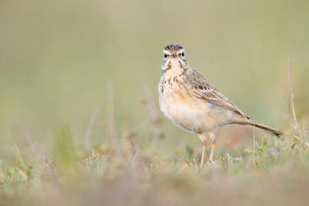 The African pipit (Anthus cinnamomeus) foraging in a meadow in the evening light.の写真素材