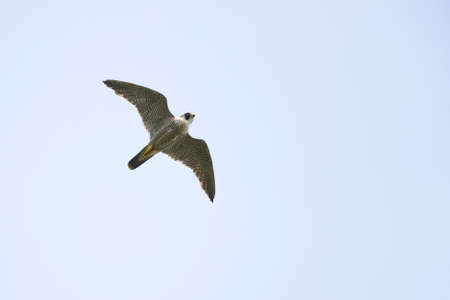 An adult Peregrine falcon (Falco peregrinus) flying in the sky.の写真素材