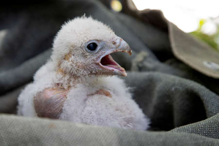 A Peregrine Falcon (Falco Peregrinus) juvenile bird getting bird banded.