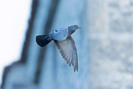 A Rock Pigeon (Columba livia) in flight.の写真素材