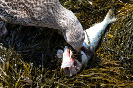 A non adult American Herring Gull (Larus smithsonianus) eating a fish in seaweed.の写真素材