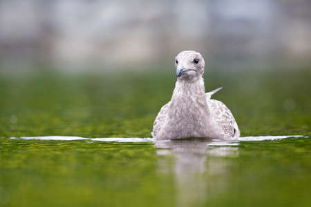 An adult non American Herring Gull (Larus smithsonianus) swimming in a lake.の写真素材