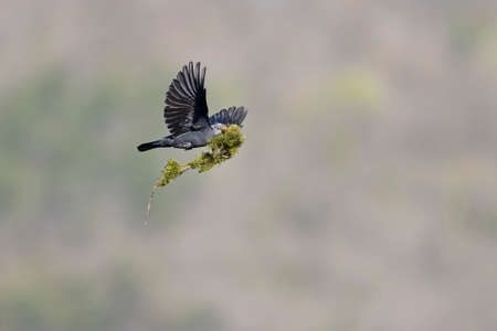 A western jackdaw (Coloeus monedula) flying with nest material.