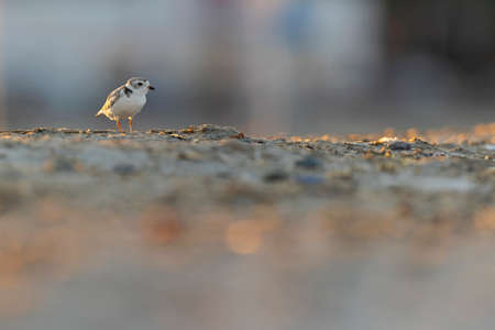 A piping plover (Charadrius melodus) adult foraging back lit in the morning sun on the beach.の写真素材