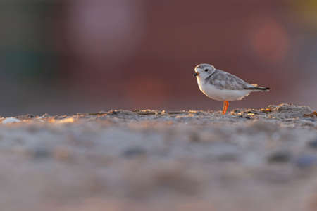 A piping plover (Charadrius melodus) adult foraging back lit in the morning sun on the beach.の写真素材
