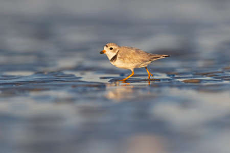 A piping plover (Charadrius melodus) foraging on the wet beach at sunset.の写真素材