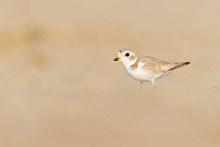 A piping plover (Charadrius melodus) foraging at golden light on the beach at sunset.の写真素材