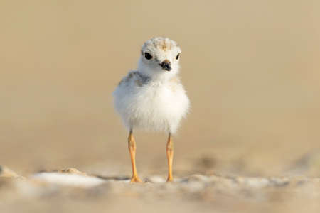 A piping plover (Charadrius melodus) fledgling foraging in the morning sun on the beach.の写真素材
