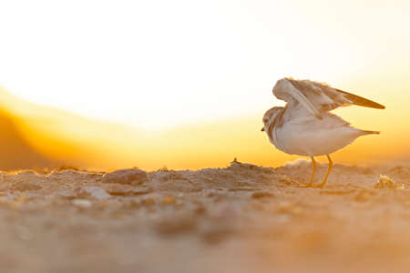 A piping plover (Charadrius melodus) adult foraging back lit in the morning sun on the beach.の写真素材