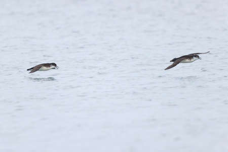 Manx shearwater (Puffinus puffinus) in flight at Boston Revere Beach.
