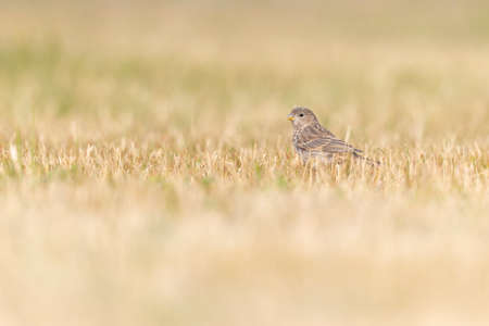A house finch (Haemorhous mexicanus) foraging in a park in the grass in the morning light.の写真素材