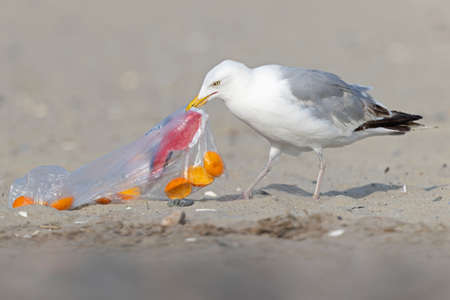 An adult American Herring Gull (Larus smithsonianus) perched and foraging on the beach.の写真素材