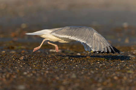 An American herring gull (Larus smithsonianus) flying above Revere beach.の写真素材