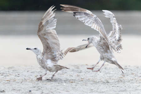 An American herring gull (Larus smithsonianus) flying above Revere beach.の写真素材